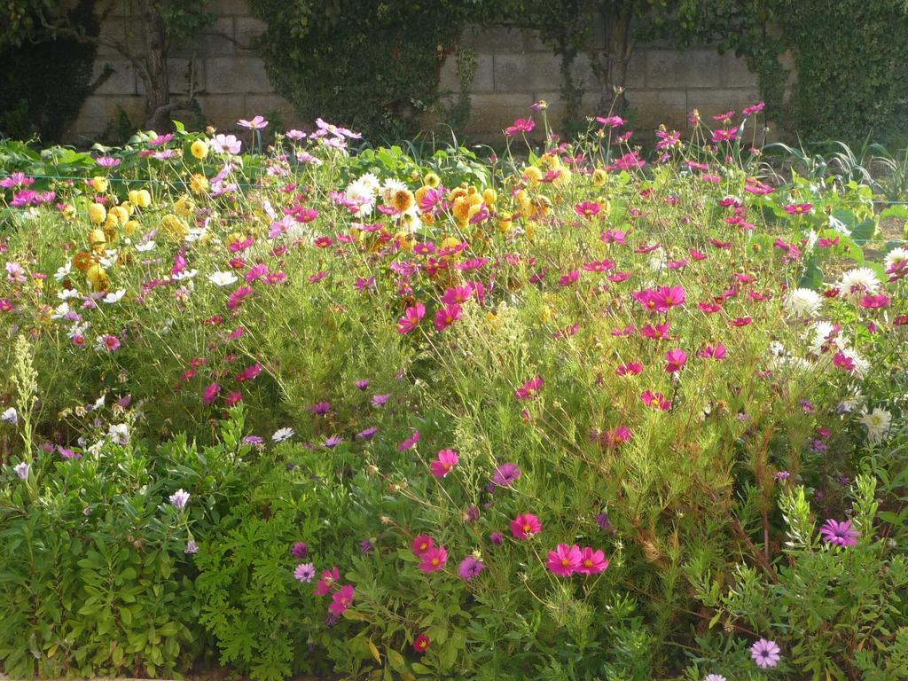 Chambre D'Hote Fleur De Potager Les Sables-d'Olonne Luaran gambar