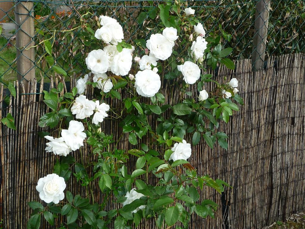 Chambre D'Hote Fleur De Potager Les Sables-d'Olonne Luaran gambar
